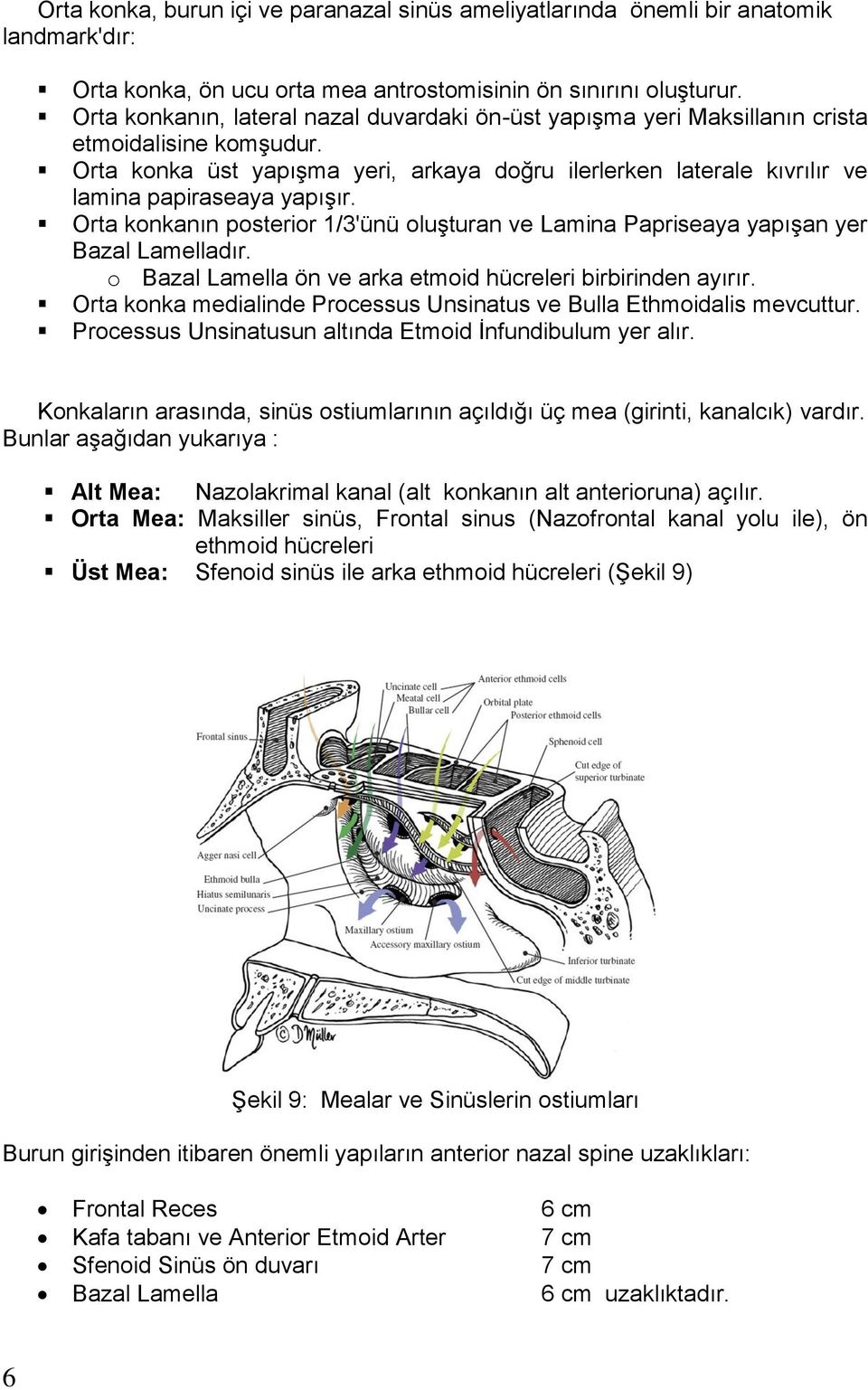 Orta konka üst yapışma yeri, arkaya doğru ilerlerken laterale kıvrılır ve lamina papiraseaya yapışır. Orta konkanın posterior 1/3'ünü oluşturan ve Lamina Papriseaya yapışan yer Bazal Lamelladır.