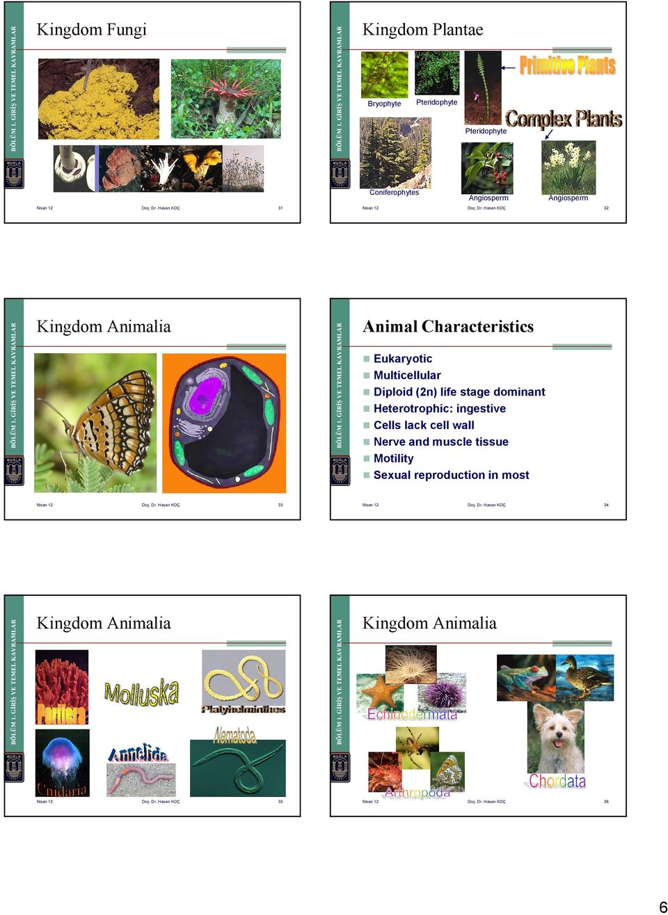 Hasan KOÇ 32 Kingdom Animalia Animal Characteristics Eukaryotic Multicellular Diploid (2n) life stage dominant Heterotrophic: