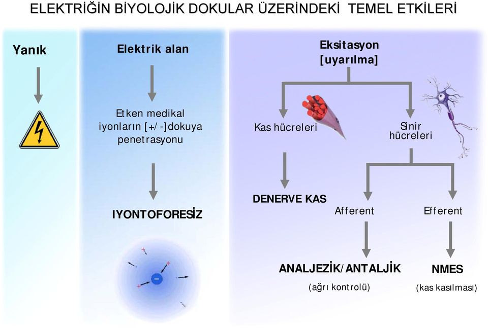 [+/-]dokuya penetrasyonu Kas hücreleri Sinir hücreleri IYONTOFORESİZ