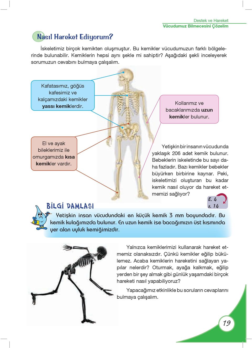 Kollar m z ve bacaklar m zda uzun kemikler bulunur. El ve ayak bileklerimiz ile omurgam zda kısa kemikler vardır. B LG DAMLASI Yetişkin bir insan n vücudunda yaklafl k 206 adet kemik bulunur.