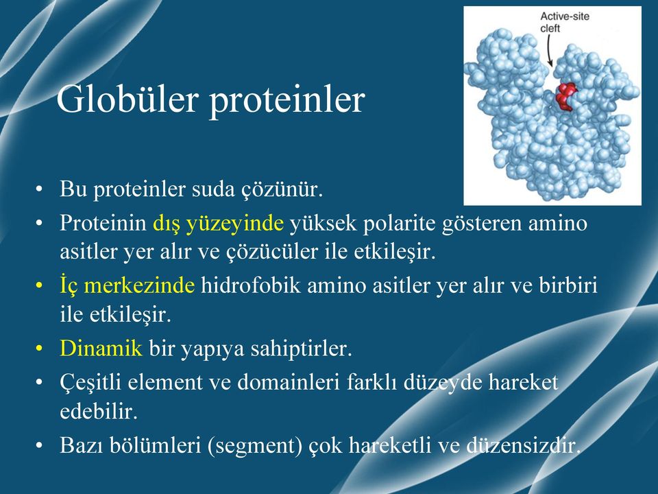 etkileşir. İç merkezinde hidrofobik amino asitler yer alır ve birbiri ile etkileşir.