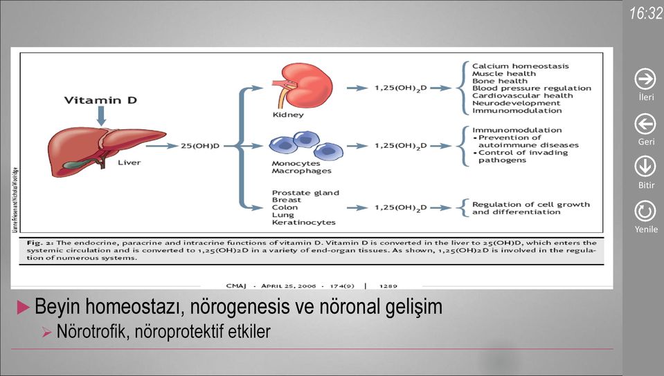 nörogenesis ve