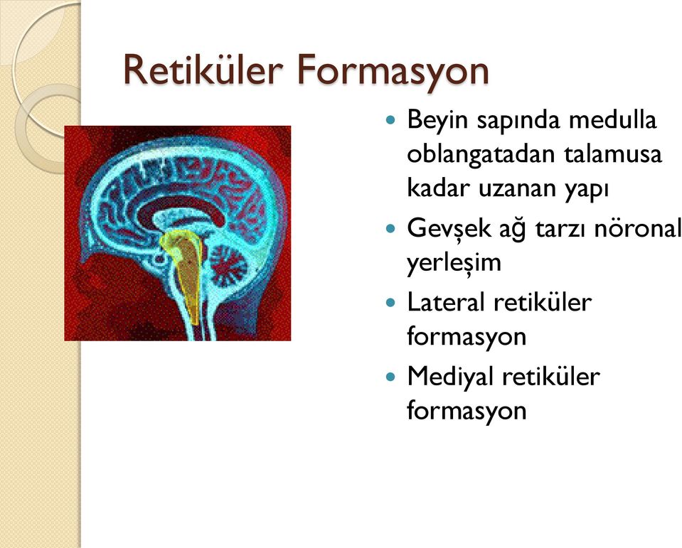 Gevşek ağ tarzı nöronal yerleşim Lateral