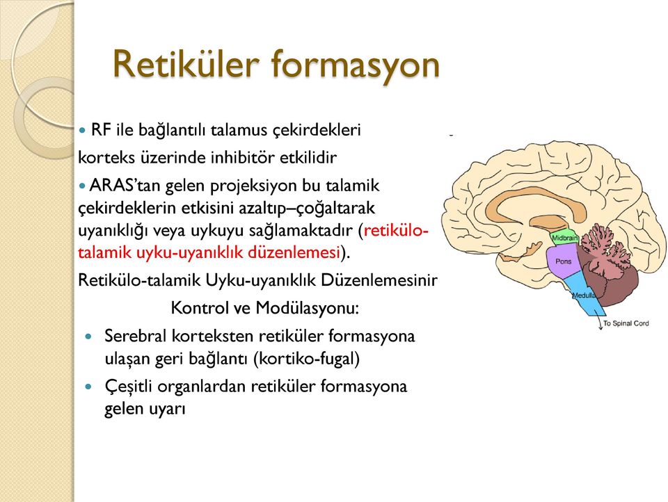 (retikülotalamik uyku-uyanıklık düzenlemesi).