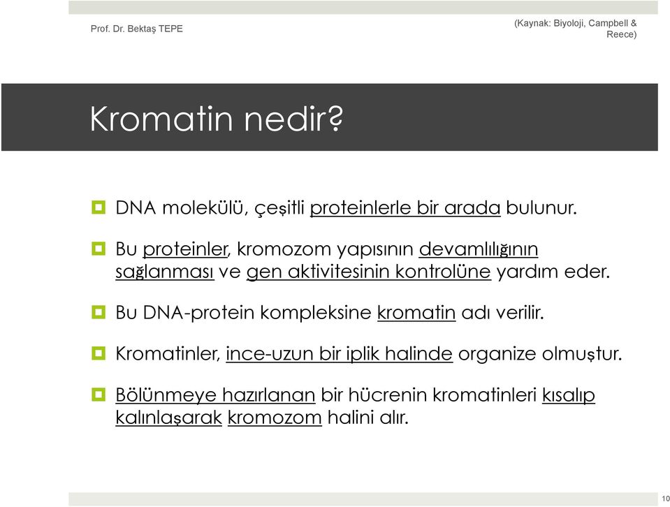 yardım eder. Bu DNA-protein kompleksine kromatin adı verilir.