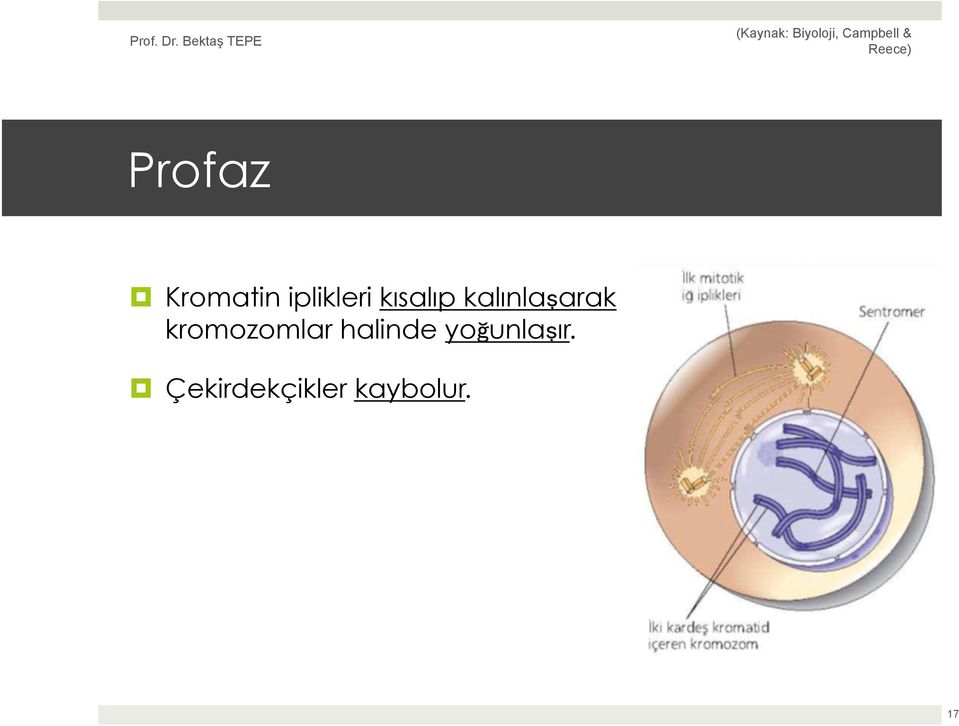 kromozomlar halinde