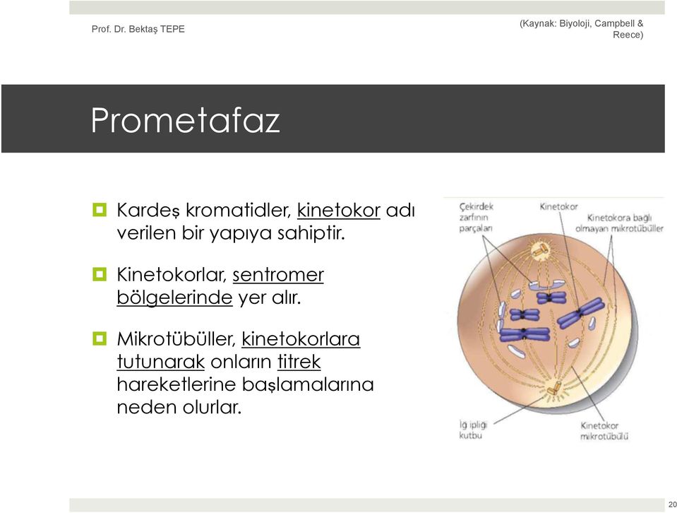 Kinetokorlar, sentromer bölgelerinde yer alır.