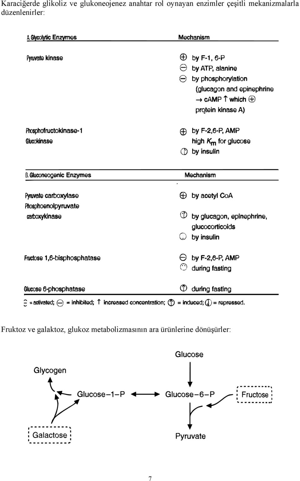 mekanizmalarla düzenlenirler: Fruktoz ve