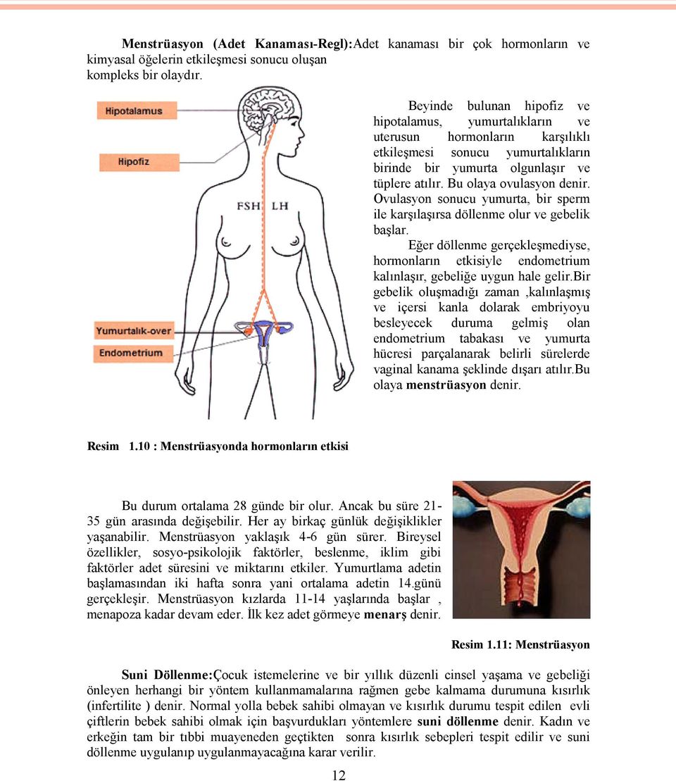 Bu olaya ovulasyon denir. Ovulasyon sonucu yumurta, bir sperm ile karşılaşırsa döllenme olur ve gebelik başlar.