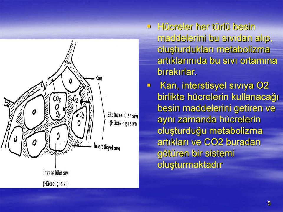 Kan, interstisyel sıvıya O2 birlikte hücrelerin kullanacağı besin maddelerini