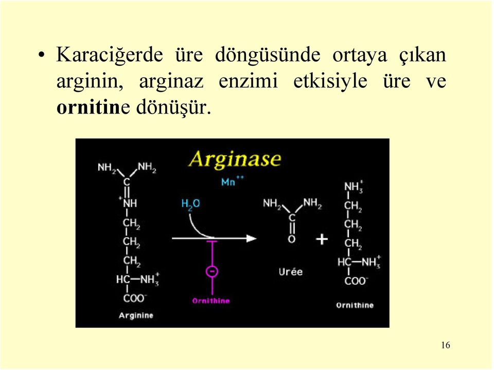 arginin, arginaz enzimi