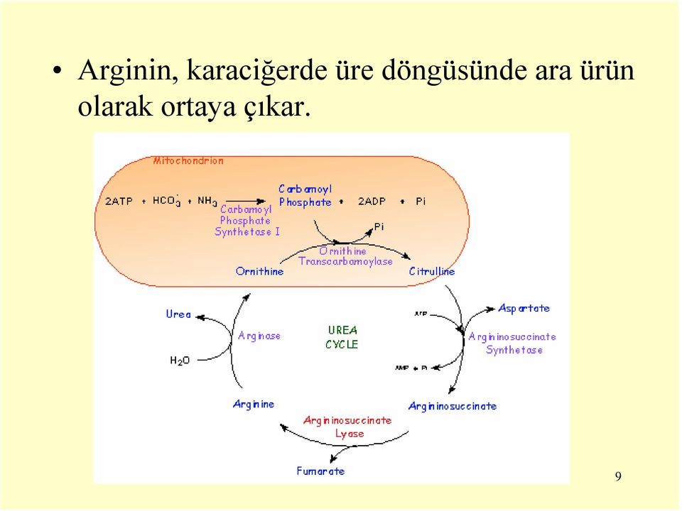 döngüsünde ara