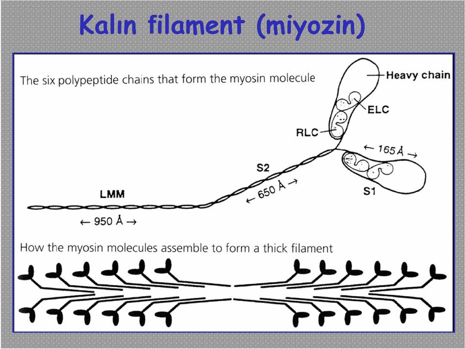 (miyozin)