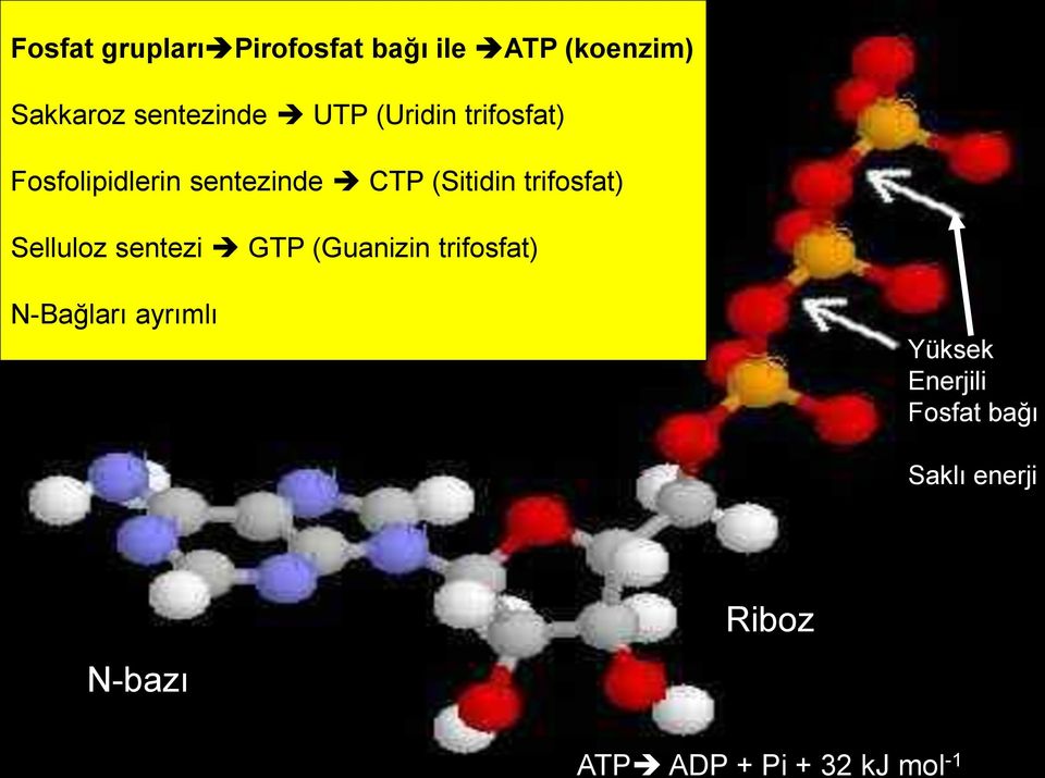 trifosfat) Selluloz sentezi GTP (Guanizin trifosfat) N-Bağları ayrımlı