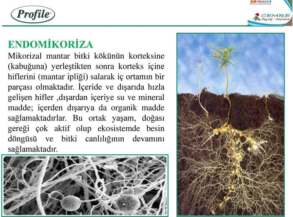 İçeride ve dışarıda hızla gelişen hifler,dışardan içeriye su ve mineral madde; içerden dışarıya da