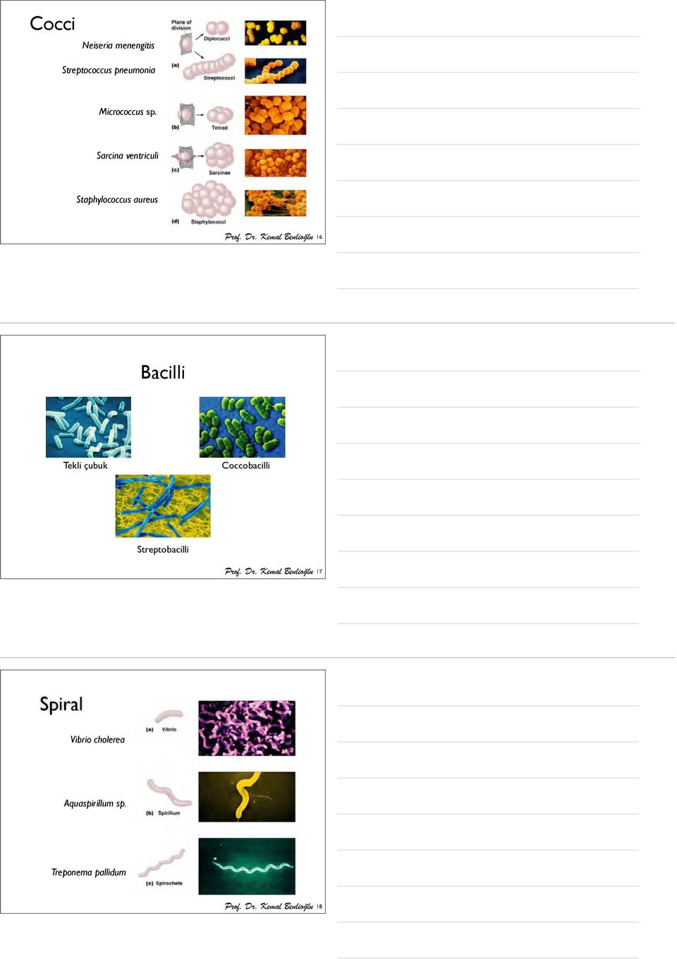 Sarcina ventriculi Staphylococcus aureus 16 Bacilli