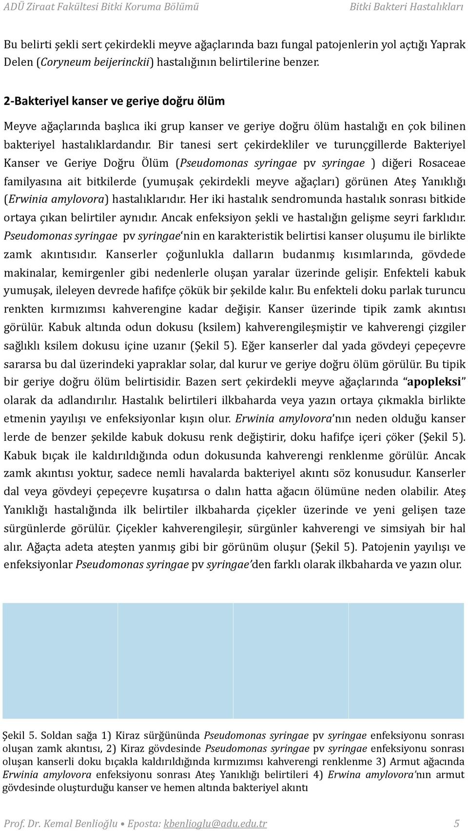 Bir tanesi sert çekirdekliler ve turunçgillerde Bakteriyel Kanser ve Geriye Doğru Ölüm (Pseudomonas syringae pv syringae ) diğeri Rosaceae familyasına ait bitkilerde (yumuşak çekirdekli meyve