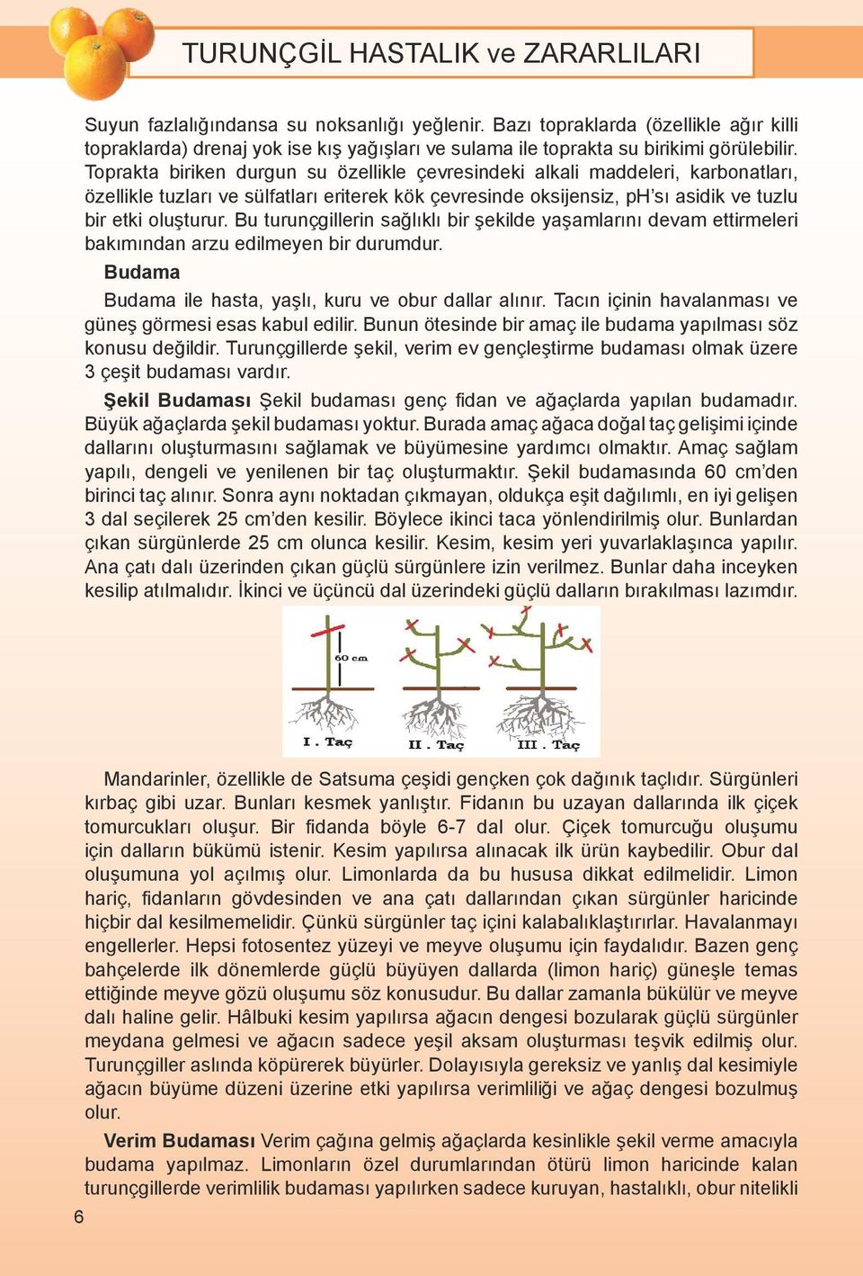 Bu turunçgillerin sağlıklı bir şekilde yaşamlarını devam ettirmeleri bakımından arzu edilmeyen bir durumdur. Budama Budama ile hasta, yaşlı, kuru ve obur dallar alınır.