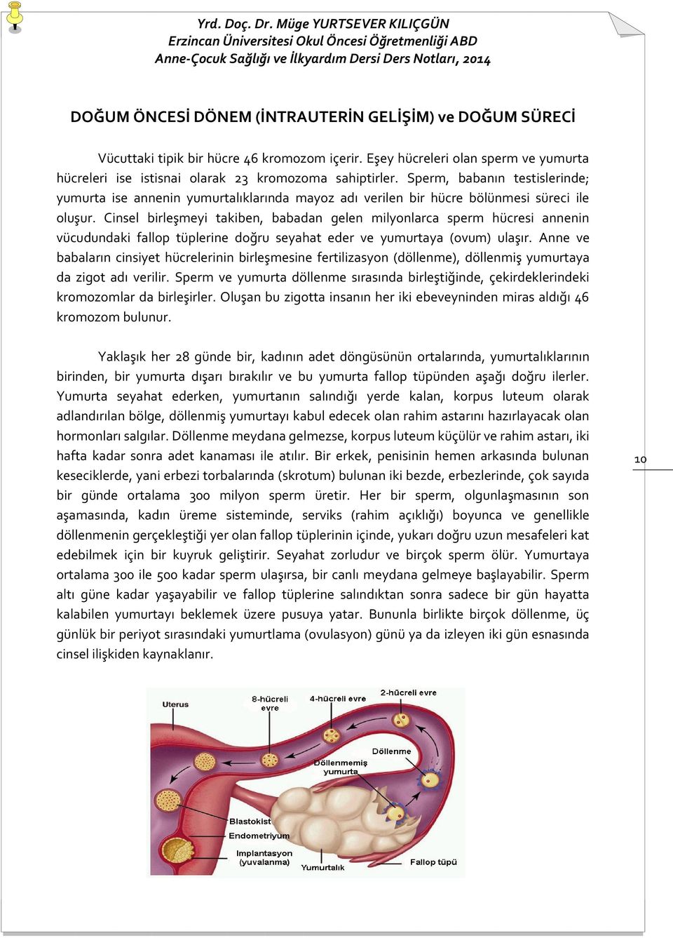 Cinsel birleşmeyi takiben, babadan gelen milyonlarca sperm hücresi annenin vücudundaki fallop tüplerine doğru seyahat eder ve yumurtaya (ovum) ulaşır.