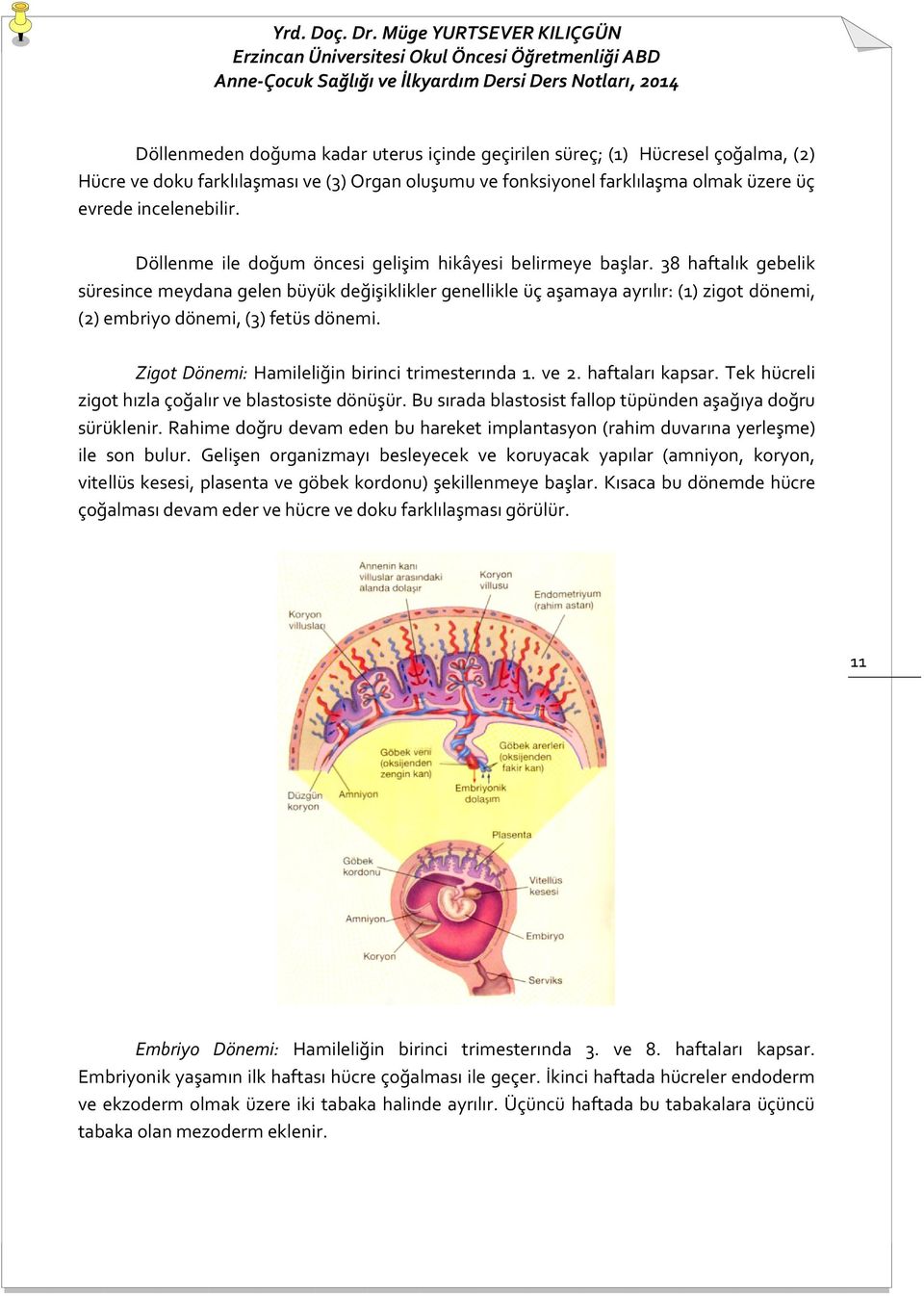 38 haftalık gebelik süresince meydana gelen büyük değişiklikler genellikle üç aşamaya ayrılır: (1) zigot dönemi, (2) embriyo dönemi, (3) fetüs dönemi.