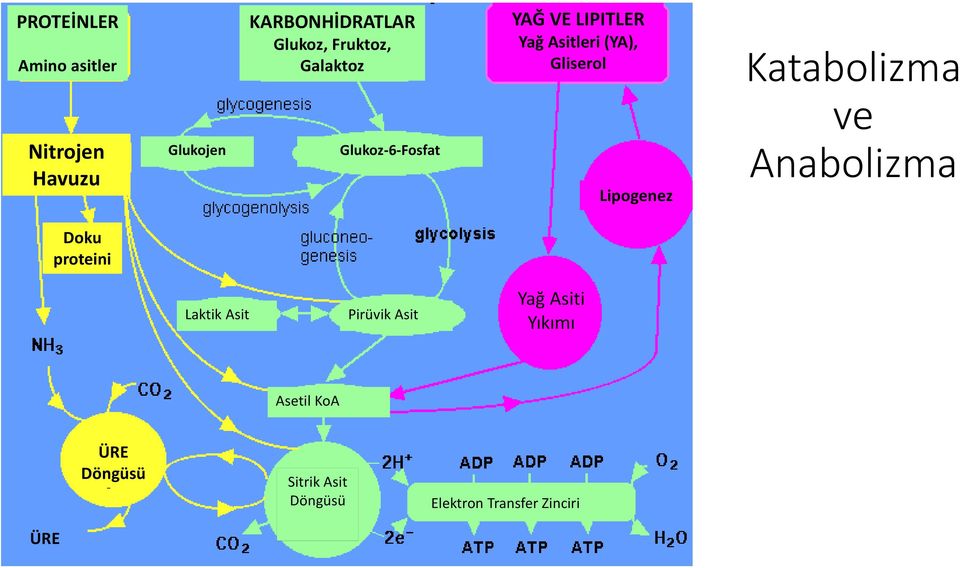Lipogenez Katabolizma ve Anabolizma Doku proteini Laktik Asit Pirüvik Asit Yağ