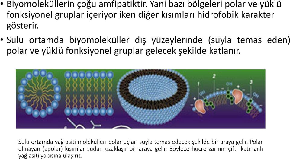 Sulu ortamda biyomoleküller dış yüzeylerinde (suyla temas eden) polar ve yüklü fonksiyonel gruplar gelecek şekilde katlanır.