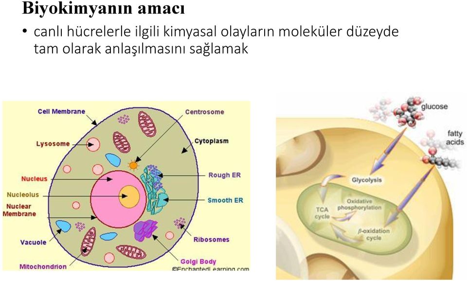 olayların moleküler düzeyde