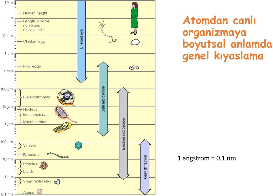 boyutsal anlamda