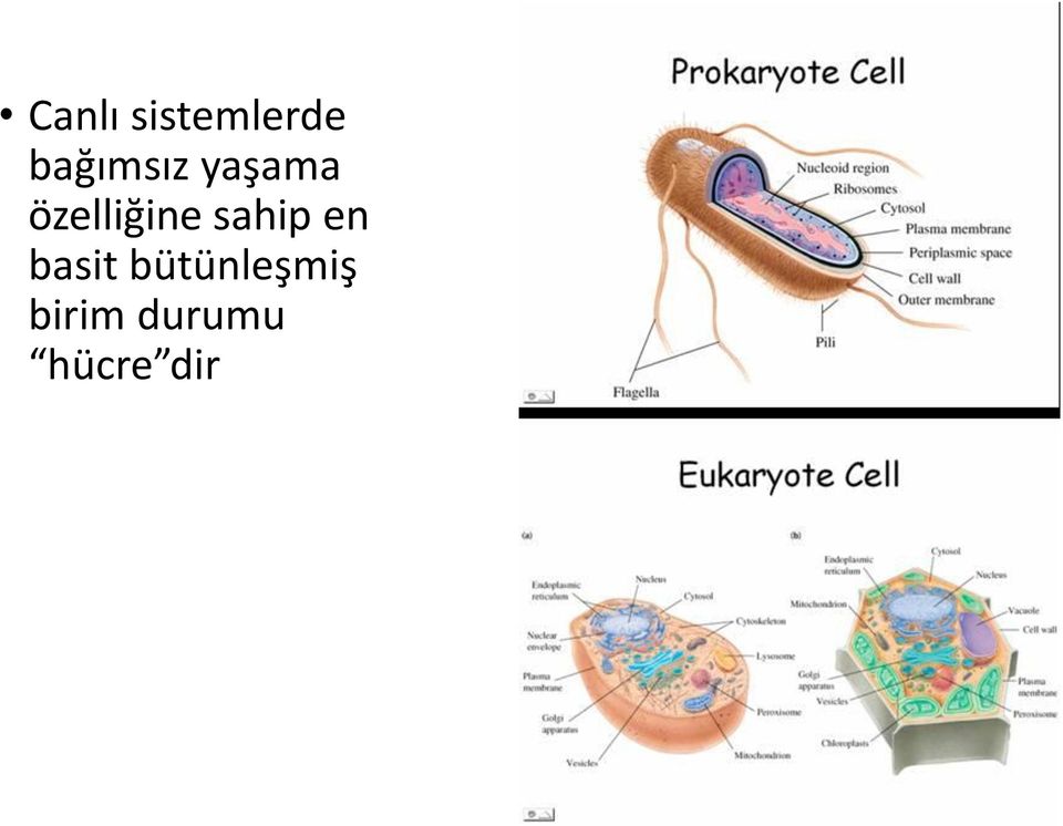 özelliğine sahip en