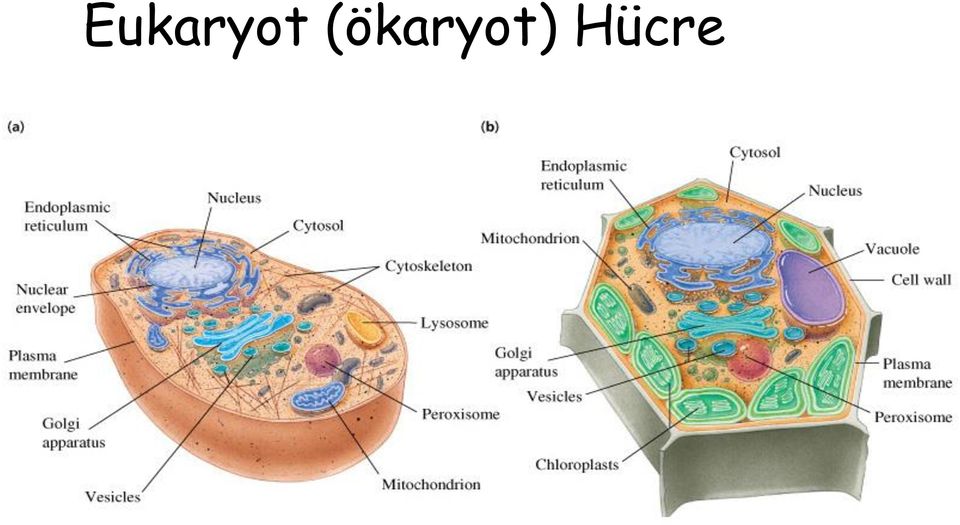 Hücre