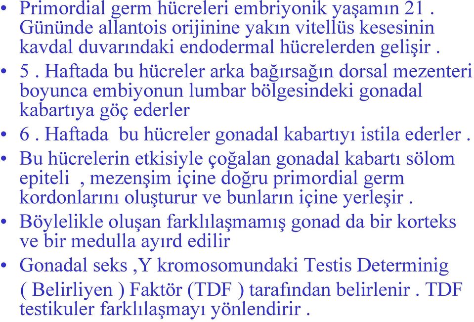 Bu hücrelerin etkisiyle çoğalan gonadal kabartı sölom epiteli, mezenşim içine doğru primordial germ kordonlarını oluşturur ve bunların içine yerleşir.