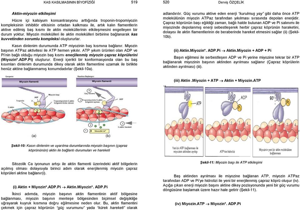 Miyozin molekülleri ile aktin molekülleri birbirine bağlanarak kas kuvvetinden sorumlu kompleksi oluştururlar. Kasın dinlenim durumunda ATP miyozinin baş kısmına bağlanır.