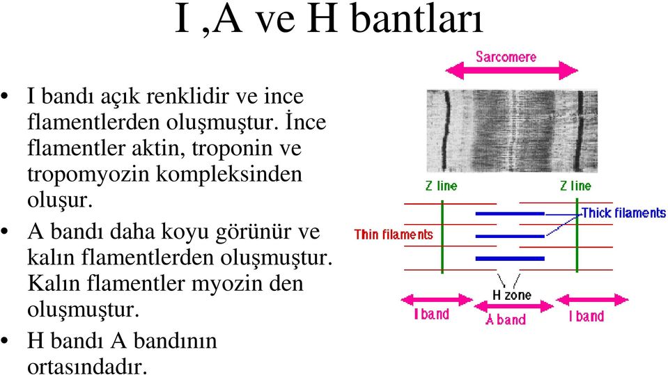 İnce flamentler aktin, troponin ve tropomyozin kompleksinden oluşur.