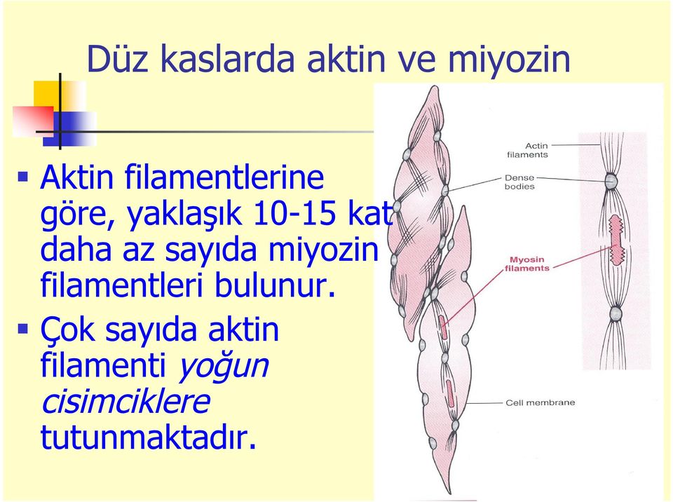 az sayıda miyozin filamentleri bulunur.