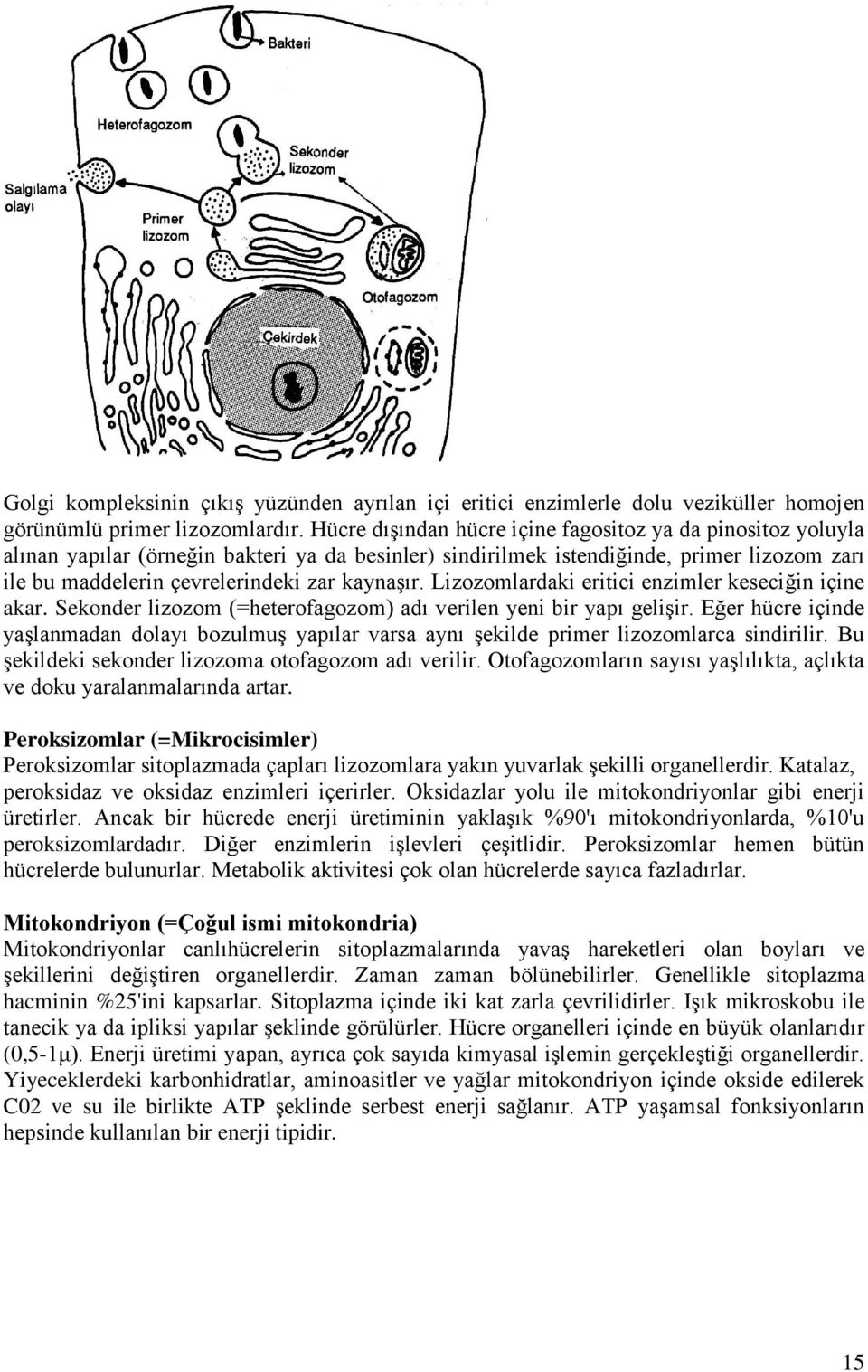 kaynaşır. Lizozomlardaki eritici enzimler keseciğin içine akar. Sekonder lizozom (=heterofagozom) adı verilen yeni bir yapı gelişir.