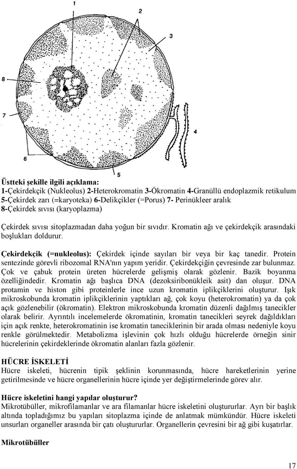 Çekirdekçik (=nukleolus): Çekirdek içinde sayıları bir veya bir kaç tanedir. Protein sentezinde görevli ribozomal RNA'nın yapım yeridir. Çekirdekçiğin çevresinde zar bulunmaz.