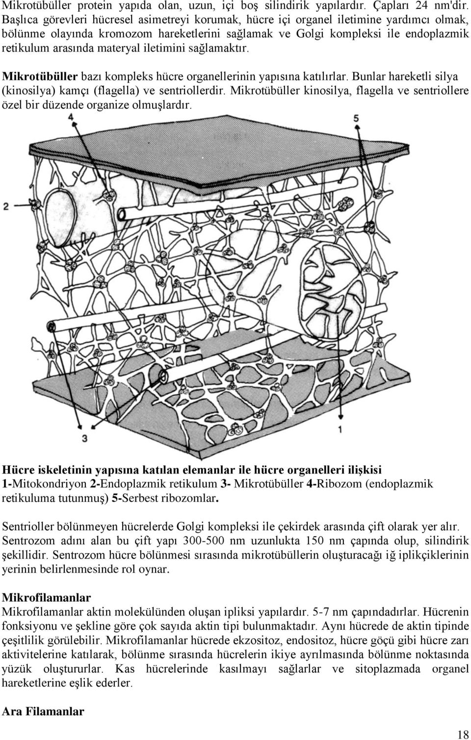 materyal iletimini sağlamaktır. Mikrotübüller bazı kompleks hücre organellerinin yapısına katılırlar. Bunlar hareketli silya (kinosilya) kamçı (flagella) ve sentriollerdir.