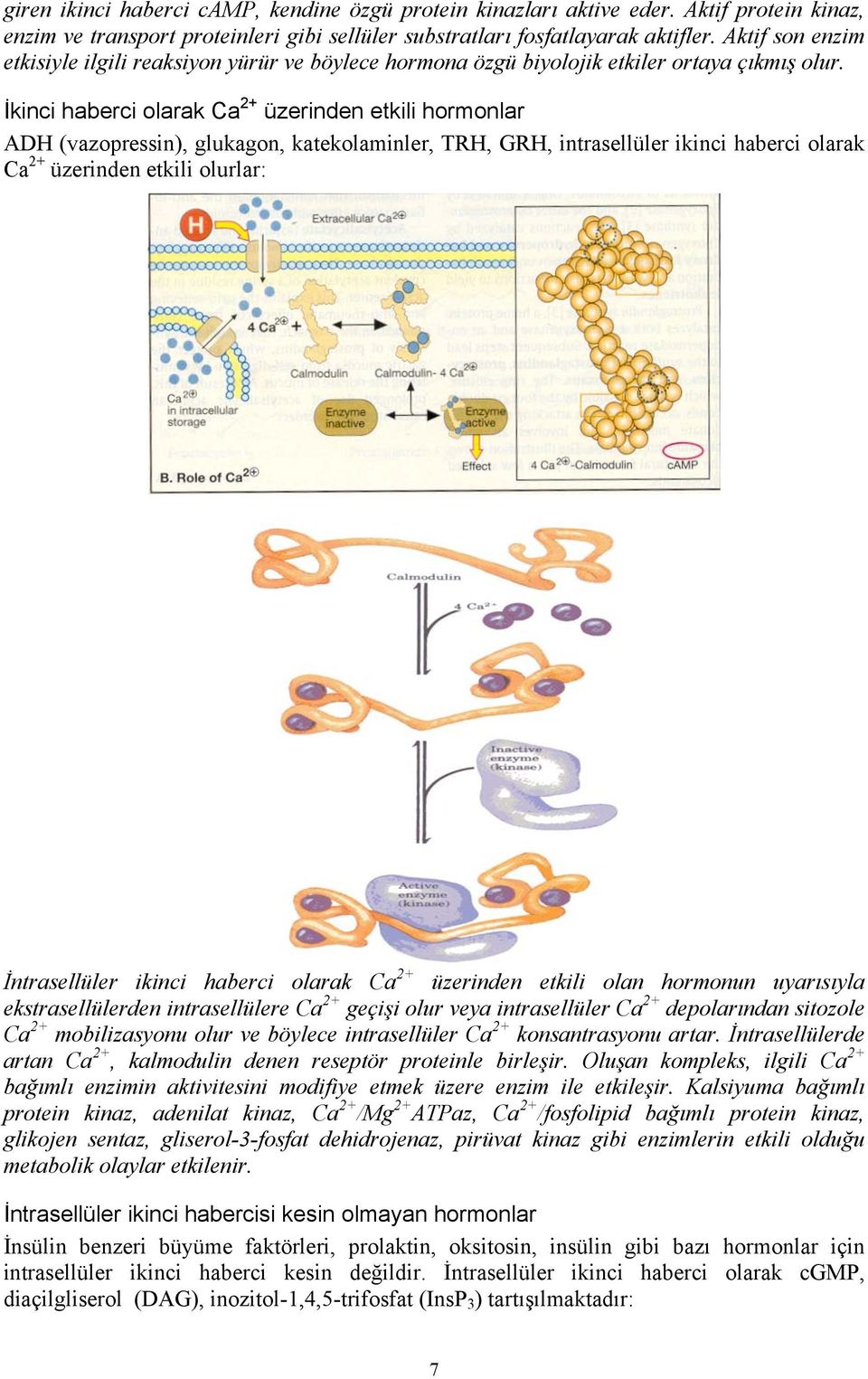 İkinci haberci olarak Ca 2+ üzerinden etkili hormonlar ADH (vazopressin), glukagon, katekolaminler, TRH, GRH, intrasellüler ikinci haberci olarak Ca 2+ üzerinden etkili olurlar: İntrasellüler ikinci