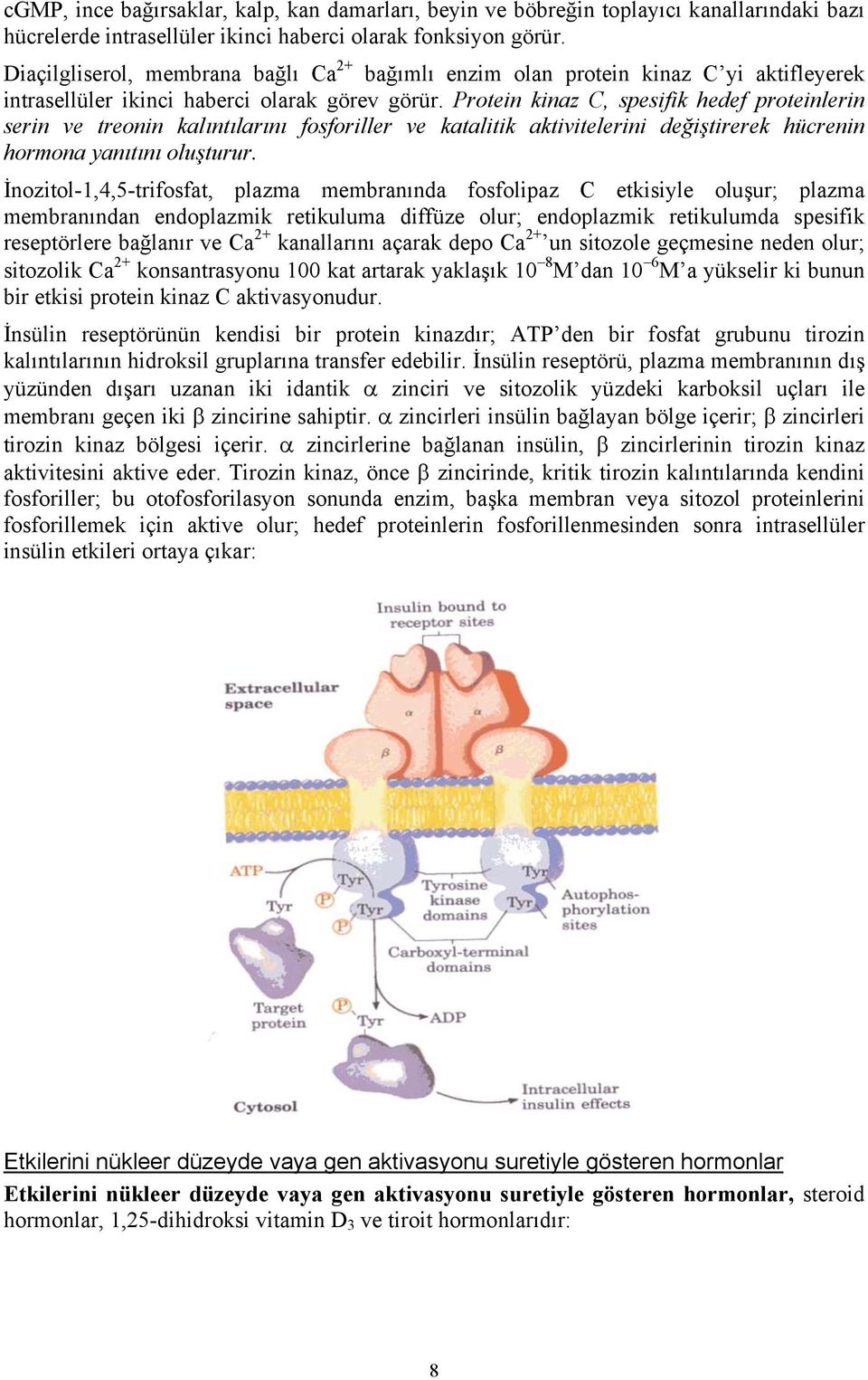 Protein kinaz C, spesifik hedef proteinlerin serin ve treonin kalıntılarını fosforiller ve katalitik aktivitelerini değiştirerek hücrenin hormona yanıtını oluşturur.