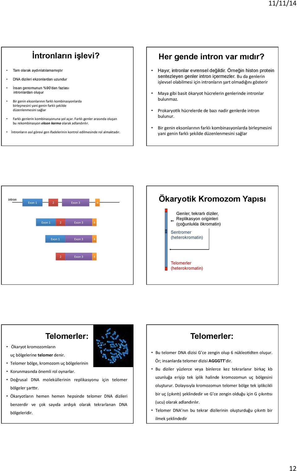 düzenlenmesini sağlar Farklı genlerin kombinasyonuna yol açar. Farklı genler arasında oluşan bu rekombinasyon ekson karma olarak adlandırılır.