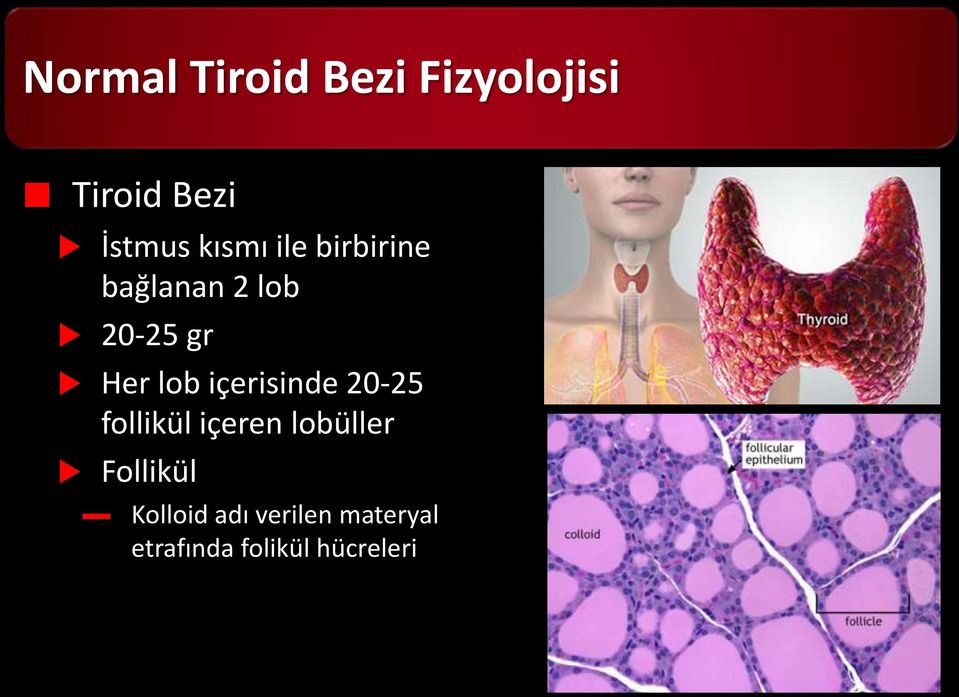 içerisinde 20-25 follikül içeren lobüller Follikül