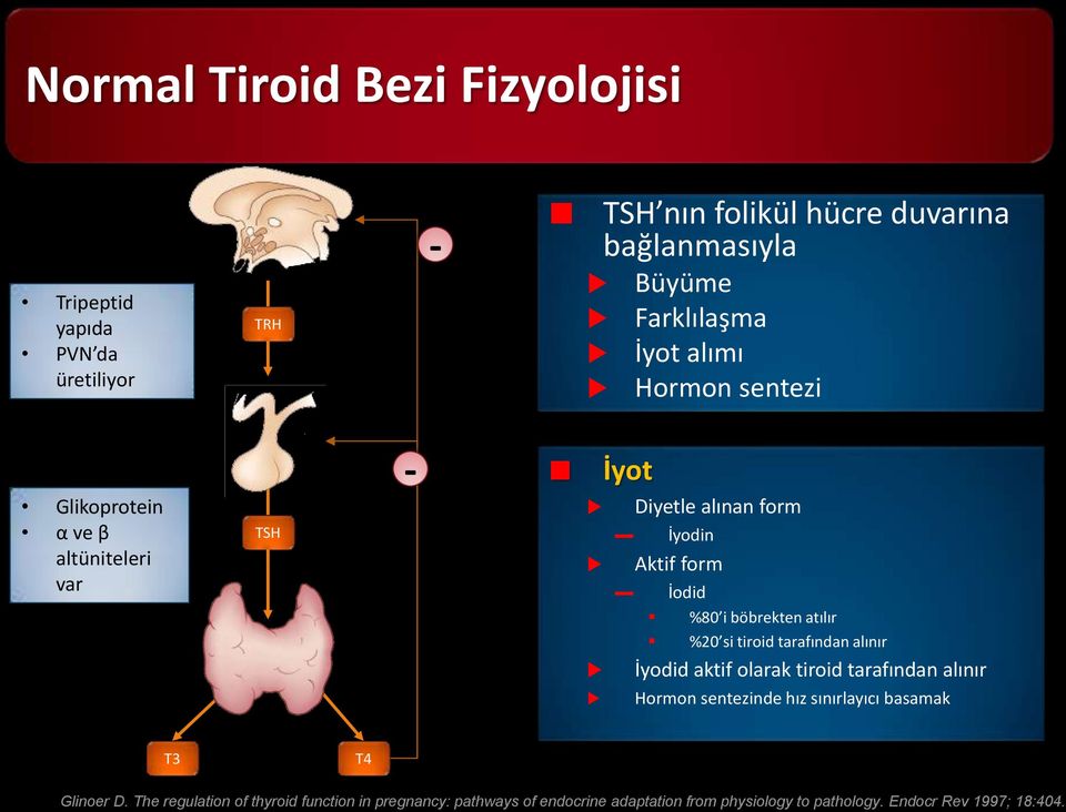 atılır %20 si tiroid tarafından alınır İyodid aktif olarak tiroid tarafından alınır Hormon sentezinde hız sınırlayıcı basamak T3 T4