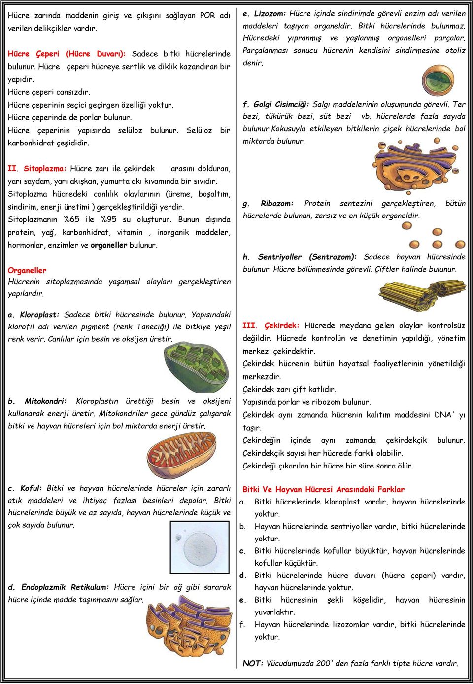 Hücre çeperinin yapısında selüloz bulunur. Selüloz bir karbonhidrat çeşididir. e. Lizozom: Hücre içinde sindirimde görevli enzim adı verilen maddeleri taşıyan organeldir. Bitki hücrelerinde bulunmaz.