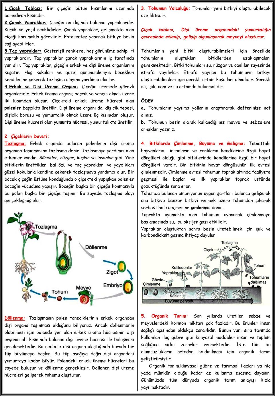 Taç yapraklar çanak yapraklarının iç tarafında yer alır. Taç yapraklar, çiçeğin erkek ve dişi üreme organlarını kuşatır.