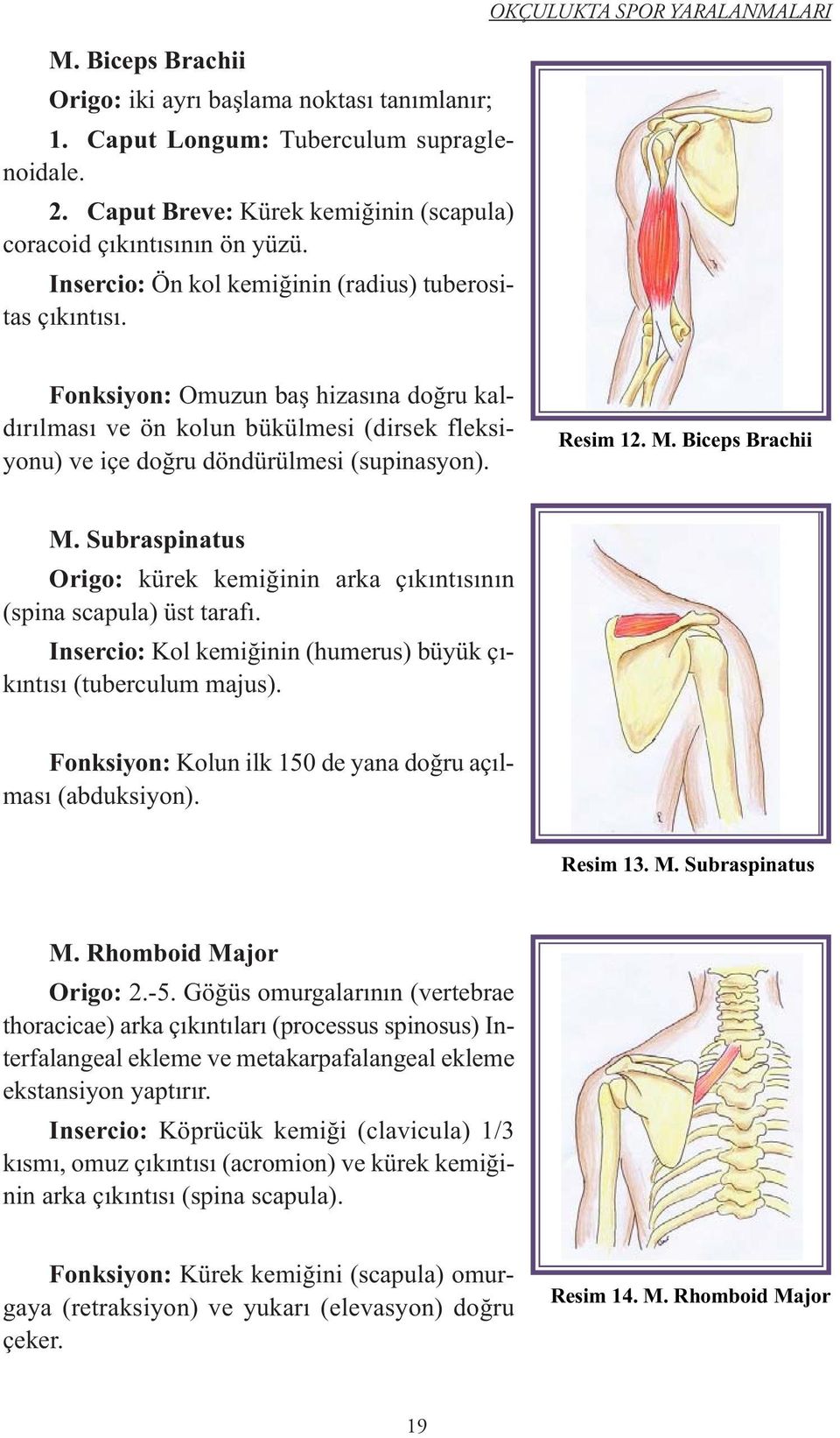 OKÇULUKTA SPOR YARALANMALARI Fonksiyon: Omuzun baş hizasına doğru kaldırılması ve ön kolun bükülmesi (dirsek fleksiyonu) ve içe doğru döndürülmesi (supinasyon). Resim 12. M. Biceps Brachii M.