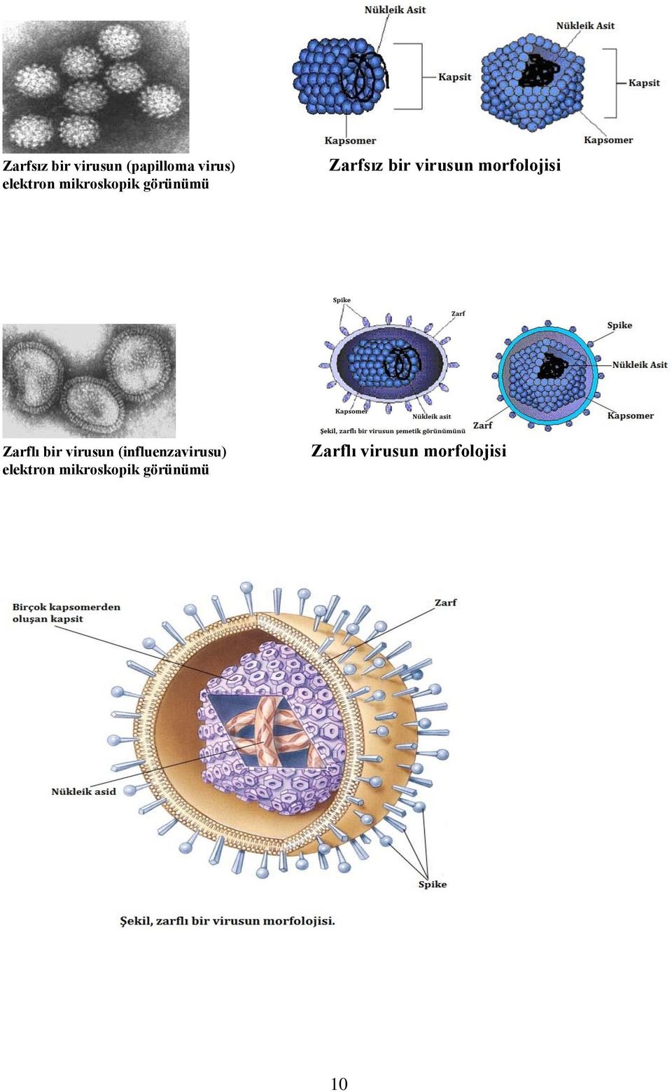 morfolojisi Zarflı bir virusun (influenzavirusu)