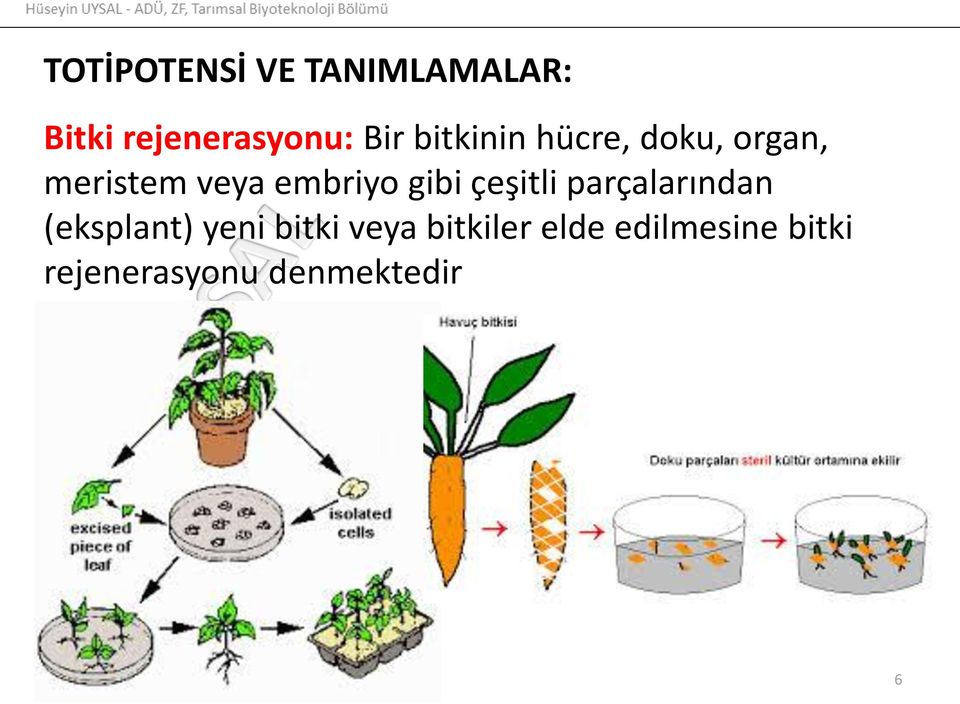 gibi çeşitli parçalarından (eksplant) yeni bitki veya