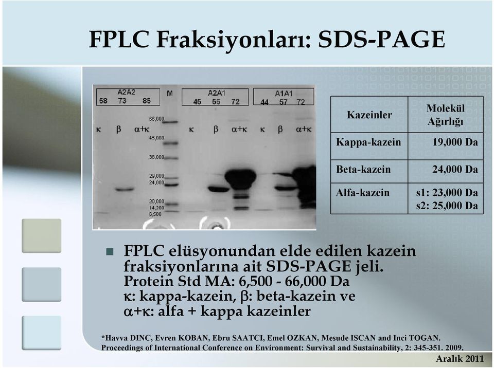 Protein Std MA: 6,500-66,000 Da : kappa-kazein, : beta-kazein ve + : alfa + kappa kazeinler *Havva DINC, Evren KOBAN,