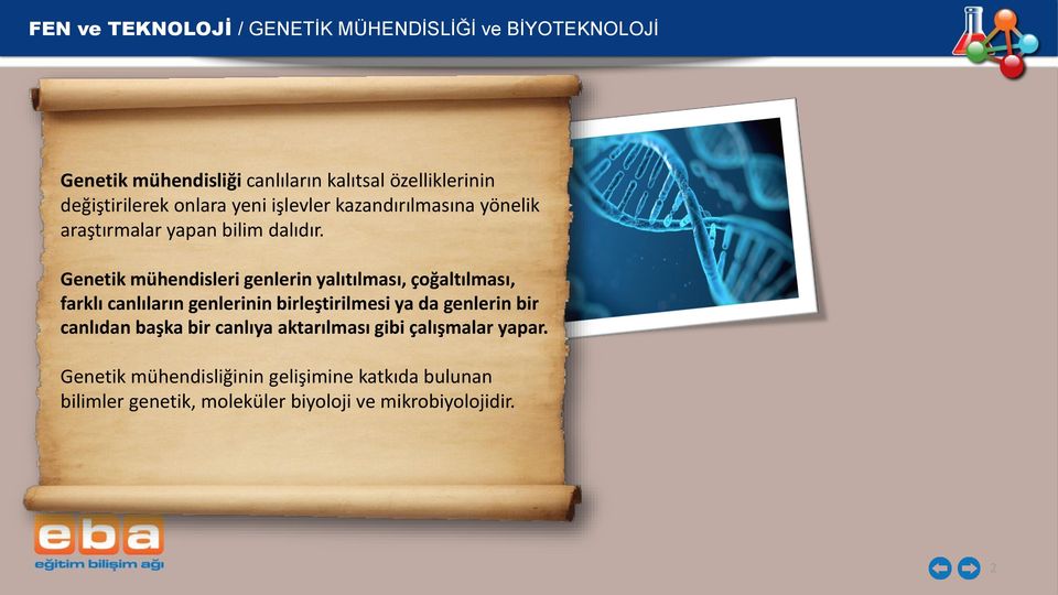 Genetik mühendisleri genlerin yalıtılması, çoğaltılması, farklı canlıların genlerinin birleştirilmesi ya da