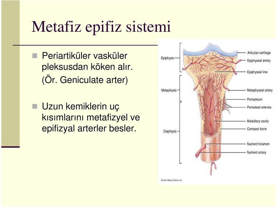 Geniculate arter) Uzun kemiklerin uç Uzun